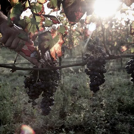Farmház I Cacciagalli Wine Teano